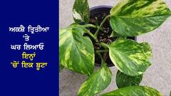 Akshay Tritiya 2024: ਅਕਸ਼ੈ ਤ੍ਰਿਤੀਆ 'ਤੇ ਘਰ ਲਿਆਓ ਇਨ੍ਹਾਂ 'ਚੋਂ ਇਕ ਬੂਟਾ, ਘਰ 'ਚ ਆਉਣ ਲੱਗੇਗਾ ਪੈਸਾ