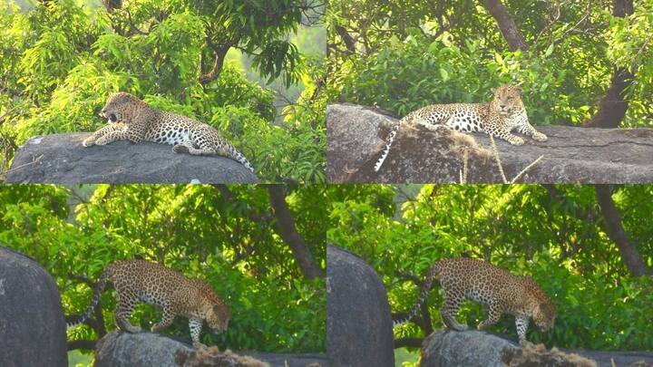 Rajasthan Leopard: जवाई बांध, सिरोही, माउंट आबू के जंगली क्षेत्र सहित जोधपुर के आसपास के पहाड़ी क्षेत्र में कई बार लेपर्ड को देखा गया है. पिछले 50 दिनों से जोधपुर में कई बार लेपर्ड को देखा गया.