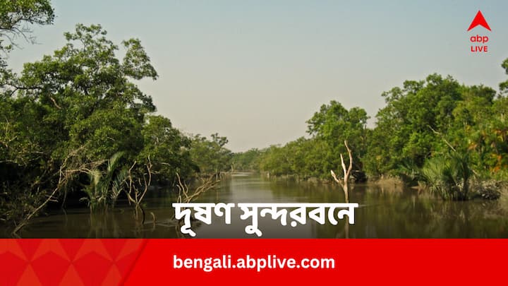 Air Pollution Affecting Mangrove Ecosystem in Sundarban Know Who The Offenders In Bengali News Sundarban Mangrove Pollution: দূষণের জেরে নষ্ট হচ্ছে সুন্দরবন, সমাধান কোন পথে ?