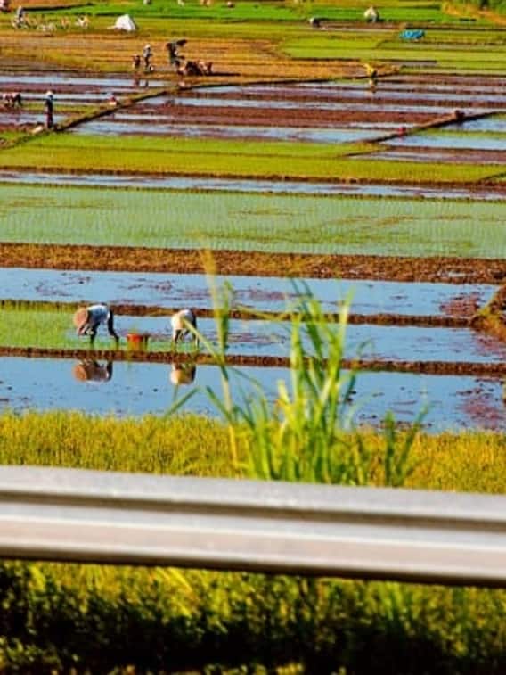 एक बीघा में कितने गज जमीन होती है