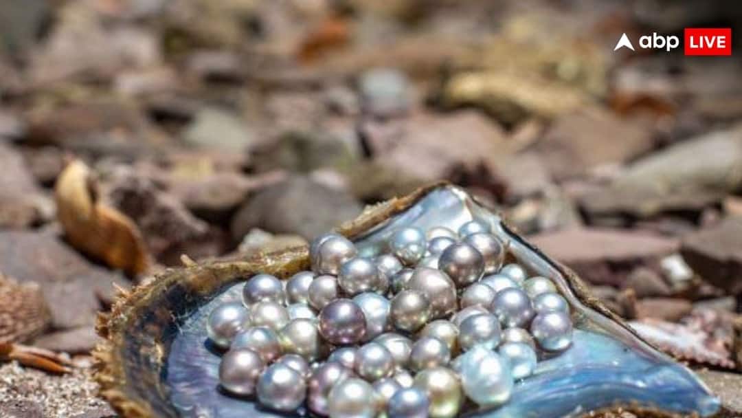 क्या है मोती की खेती का बिजनेस प्लान, एक ही सीजन में हो जाएंगे मालामाल pearl farming tips know how to earn benefits of lakhs moti ki kheti ke tips क्या है मोती की खेती का बिजनेस प्लान, एक ही सीजन में हो जाएंगे मालामाल