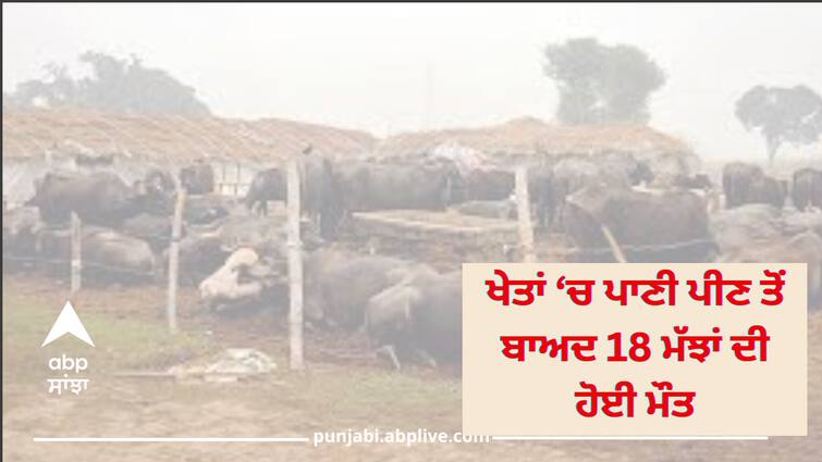 Buffalos Death in Sangrur Sangrur News: ਵੱਡੀ ਖ਼ਬਰ! ਖੇਤਾਂ 'ਚ ਪਾਣੀ ਪੀਣ ਤੋਂ ਬਾਅਦ 18 ਮੱਝਾਂ ਦੀ ਹੋਈ ਮੌਤ