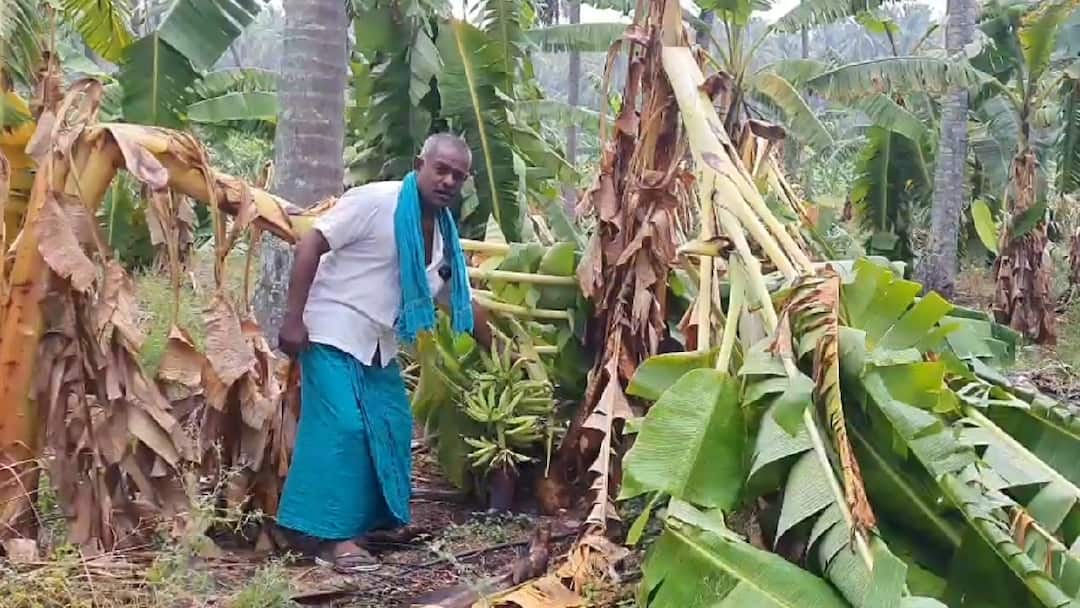 பொள்ளாச்சி அருகே சூறைக்காற்றுடன் கனமழை; சுமார் ஒரு லட்சம் வாழை மரங்கள் சேதம் Coimbatore heavy rains near Pollachi Around one lakh banana trees were damaged - TNN பொள்ளாச்சி அருகே சூறைக்காற்றுடன் கனமழை; சுமார் ஒரு லட்சம் வாழை மரங்கள் சேதம்