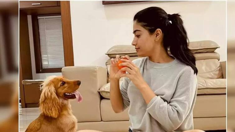 Chennai Corporation Order to obtain annual license for pets like dogs Pet Dog License: செல்லப்பிராணிகளுக்கு ஆண்டுதோறும் உரிமம் பெற உத்தரவு: எப்படி பெறுவது?