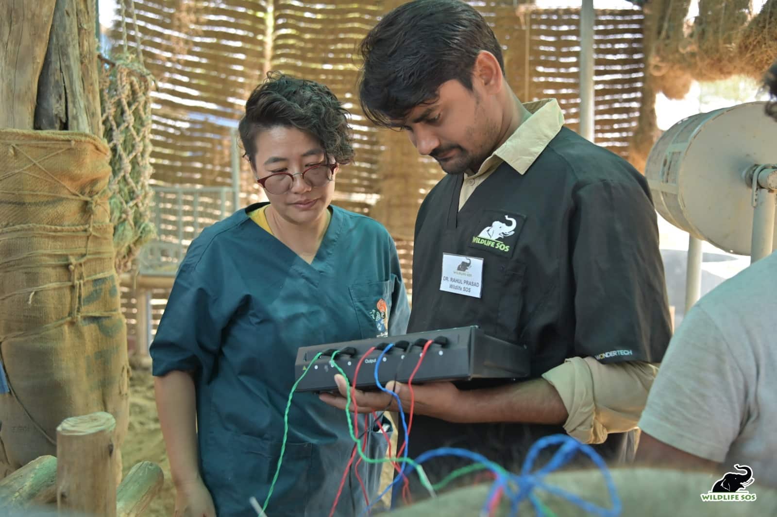 Agra News: ट्रेन हादसे में घायल हुई हथिनी, एक्यूपंक्चर विधि से केरल और थाईलैंड के डॉक्टर कर रहे हैं इलाज