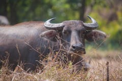 Bhadavari Buffalo: कौन सी नस्ल की भैंस देती है सबसे ज्यादा दूध, कुछ ही महीनों में बन सकते हैं मालामाल