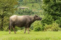 Bhadavari Buffalo: कौन सी नस्ल की भैंस देती है सबसे ज्यादा दूध, कुछ ही महीनों में बन सकते हैं मालामाल
