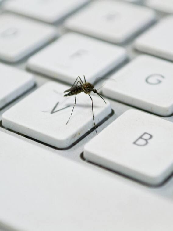 मच्छर ने किया ट्वीट! मच गया हंगामा