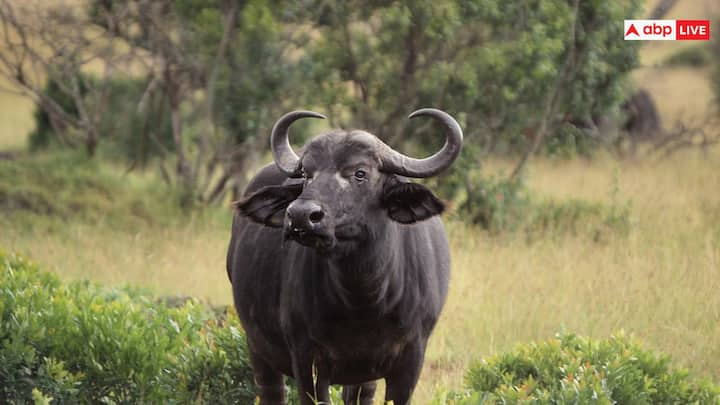 Bhadavari Buffalo: भारत में भदावरी भैंस को बाकी भैंसों की तुलना में सबसे अच्छा दूध देने वाली नस्ल माना जाता है.   यह भैंस सबसे अधिक गाढ़ा दूध देती है. जिस वजह से इंसान आसानी से अच्छी कमाई कर सकता है.