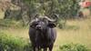 Bhadavari Buffalo: कौन सी नस्ल की भैंस देती है सबसे ज्यादा दूध, कुछ ही महीनों में बन सकते हैं मालामाल