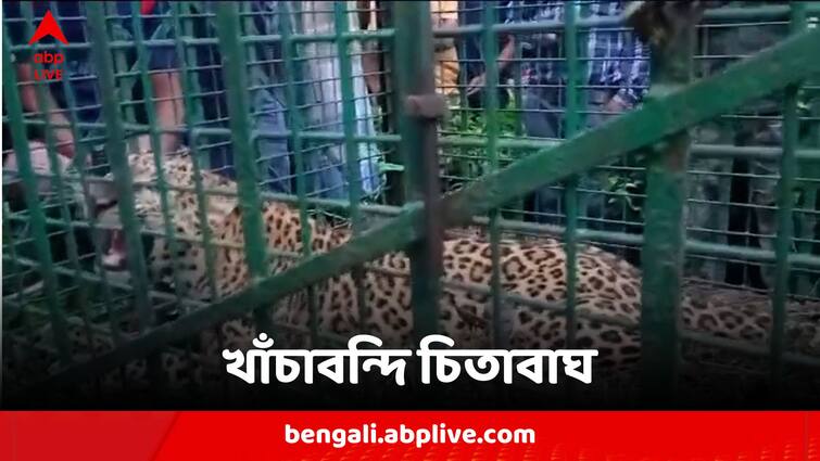 Adult Sized Leopard In Cage In Jalpaiguri Tea Garden Jalpaiguri Leopard Caged:চা বাগানে এ কার আনাগোনা...স্বস্তি বাড়িয়ে খাঁচাবন্দি পূর্ণবয়স্ক চিতাবাঘ