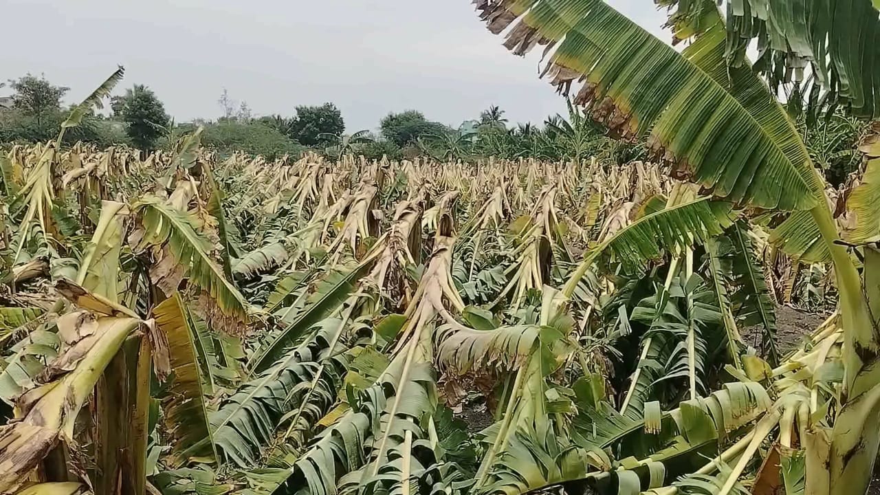 தருமபுரியில் கனமழையால் வீசிய சூறைக்காற்று... குலையுடன் சாய்ந்த வாழை மரங்கள்..  விவசாயிகள் வேதனை