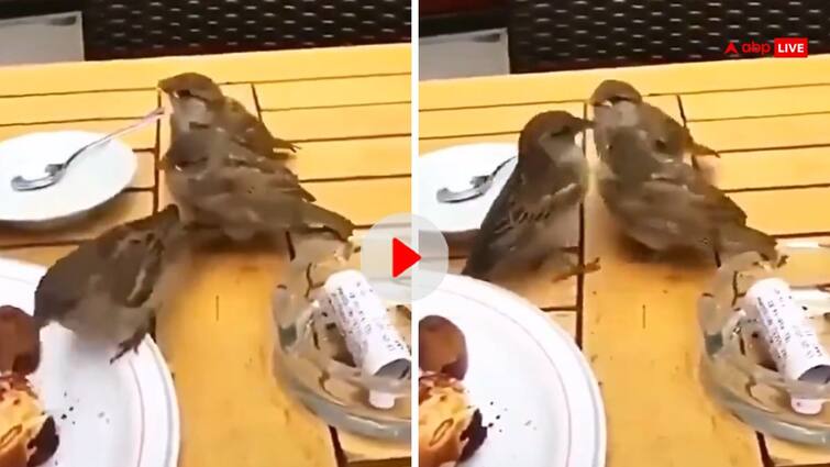 Sparrow having food in restaurant with her children Cute video of mother love viral before Mothers Day 2024 रेस्टोरेंट में गौरेया के बच्चों की दावत... मदर्स डे से पहले मां की ममता का प्यारा वीडियो हो रहा वायरल