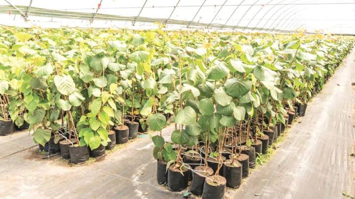 कीवी के लिए एसिडिक मिट्टी सही रहती है. कीवी का पौधा बहुत नाजुक होता है. जरा सी अनदेखी से यह खराब हो सकता है.