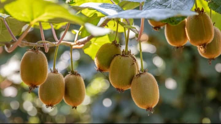 Kiwi Farming Tips: कई अन्य फलों की तरह ही कीवी को भी घर पर बड़ी ही आसानी के साथ उगया जा सकता है. इस उगाने के लिए आपको कुछ खास बातों का ख्याल रखना होता है. चलिए जानते हैं इसकी प्रक्रिया.