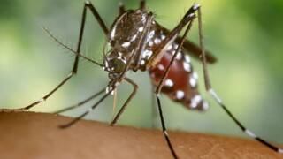 West Nile Fever: வெஸ்ட் நைல் காய்ச்சல்: அறிகுறிகள் இருந்தால் உடனடி பரிசோதனை.. பொது சுகாதார துறை உத்தரவு..