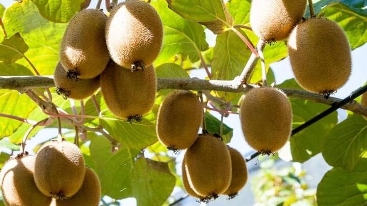 कीवी के पौधे को दिन में काम से कम 6 घंटे धूप देनी चाहिए. तो वहीं से इसके बाद छांव में शिफ्ट कर देना चाहिए. पौधे की अच्छी ग्रोथ के लिए गोबर की खाद का इस्तेमाल किया जा सकता है