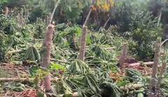 अवकाळी पावसाचा तडाखा, भंडारा आणि अकोला जिल्ह्यातील शेती पिकांचं नुकसान