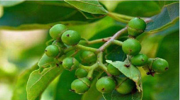 summer fruit Lasoda cures many diseases including allergy-BP Health Benefits of Lasoda: ਗਰਮੀਆਂ ਦਾ ਇਹ ਫਲ ਕਰਦਾ ਹੈ ਐਲਰਜੀ-BP ਸਮੇਤ ਕਈ ਬੀਮਾਰੀਆਂ ਦੂਰ