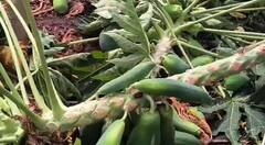 अवकाळीचा झटका, बळीराजाला फटका, पपईसह केळीच्या बागा भुईसपाट