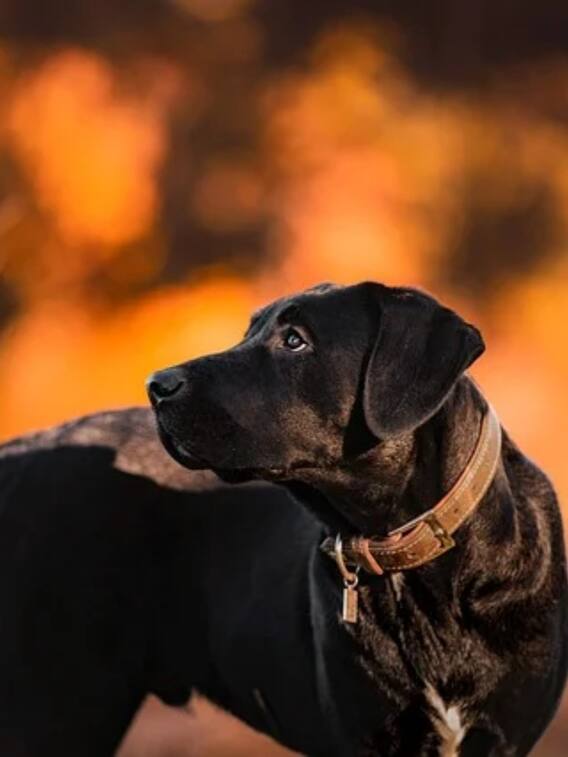 रात में ही क्यों भौंकते हैं कुत्ते