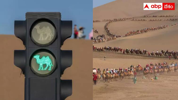 Traffic Signal For Camels In The Middle Of A Desert in China Traffic Signal in Desert: ఎడారి మధ్యలో ఒంటెల కోసం ట్రాఫిక్ సిగ్నల్, రద్దీని కంట్రోల్ చేసేందుకేనట - ప్రపంచంలోనే తొలిసారి