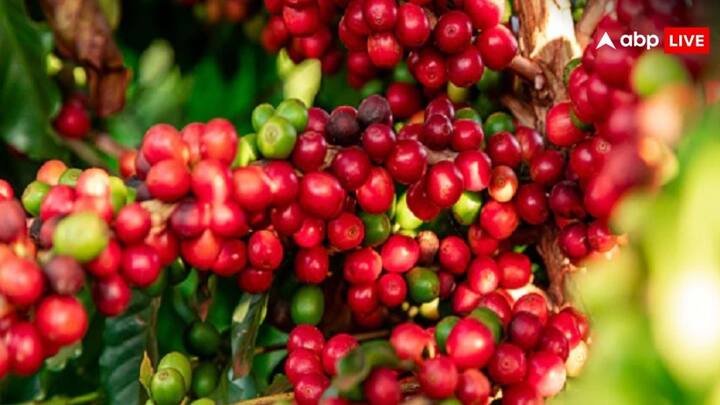 coffee farming fips Start coffee farming will keep giving you profits for 50 years know the details Coffee Farming Tips: एक बार शुरू करें कॉफ़ी की खेती, बैठे-बैठे कमाते रहेंगे मुनाफा