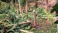 अवकाळी पावसाचा तडाखा, भंडारा आणि अकोला जिल्ह्यातील शेती पिकांचं नुकसान