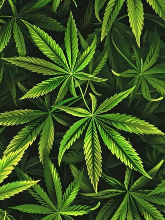 क्या घर में भी उगा सकते हैं गांजा?