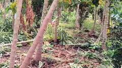 अवकाळी पावसाचा तडाखा, भंडारा आणि अकोला जिल्ह्यातील शेती पिकांचं नुकसान