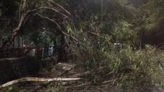 2 Dead, 6 Injured, Trees Uprooted And Buildings Damaged As Duststorm Wreaks Havoc In Delhi