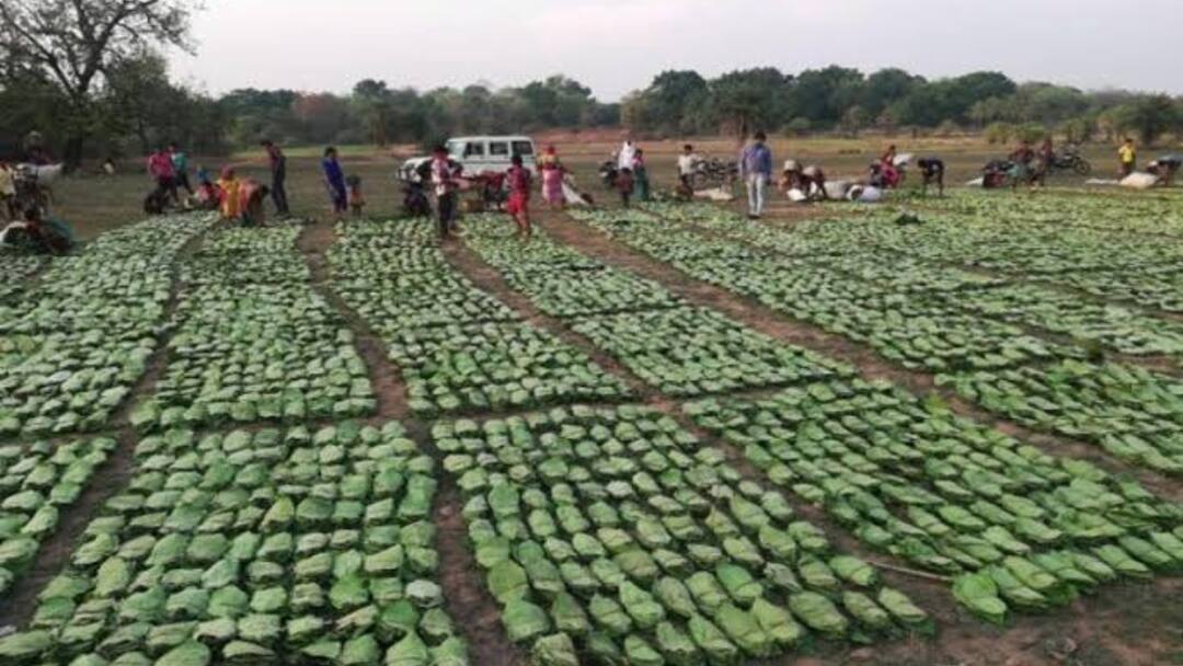 सूरजपुर में पौ फटते ही ग्रामीण तेंदूपत्ता संग्रहण के लिए करने लगे जंगलों का रुख, जंगलों में हलचल Surajpur villagers started going to forests collect tendu leaves stir in the forests ann सूरजपुर में पौ फटते ही ग्रामीण तेंदूपत्ता संग्रहण के लिए करने लगे जंगलों का रुख, जंगलों में हलचल