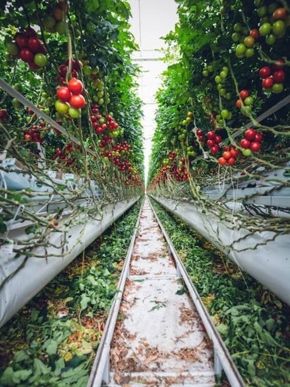 कैसे होती है ऑर्गेनिक फार्मिंग?