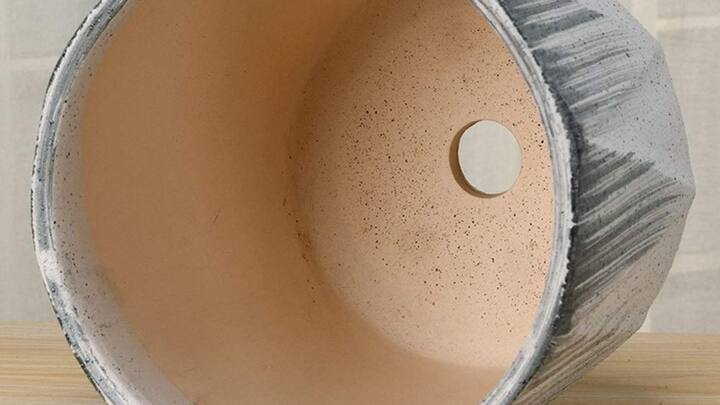 घर में कीवी उगाने के लिए सबसे पहले बड़ा गमला लें और उसमें ड्रेनेज होल कर लें. आप इसे बीज या नर्सरी के पौधे से भी उगा सकते हैं.