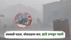 प्रचारतोफांवर पावसाचा मारा, अनेक जिल्ह्यात मुसळधारा, बळीराजाचं मोठं नुकसान, सांगलीत ऊसशेती भुईसपाट