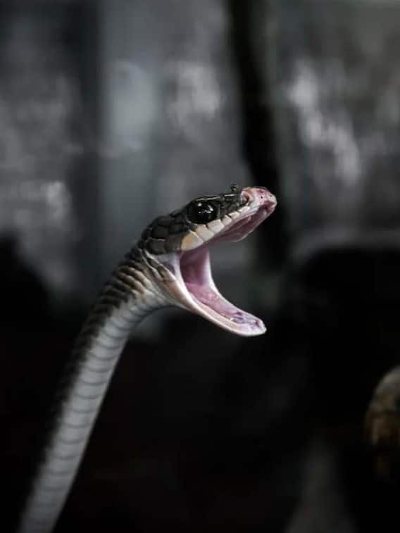 क्या अपना जहर वापस चूस सकता है सांप?