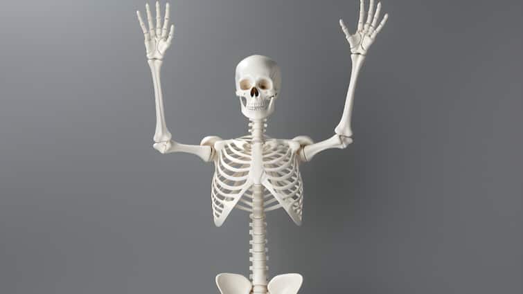 There are 206 bones in the human body and 300 bones in a newborn what happens to the remaining bones इंसान के शरीर में 206 हड्डियां और नवजात में होती हैं 300 बोन्स, आखिर बाकी बोन्स का होता क्या है?