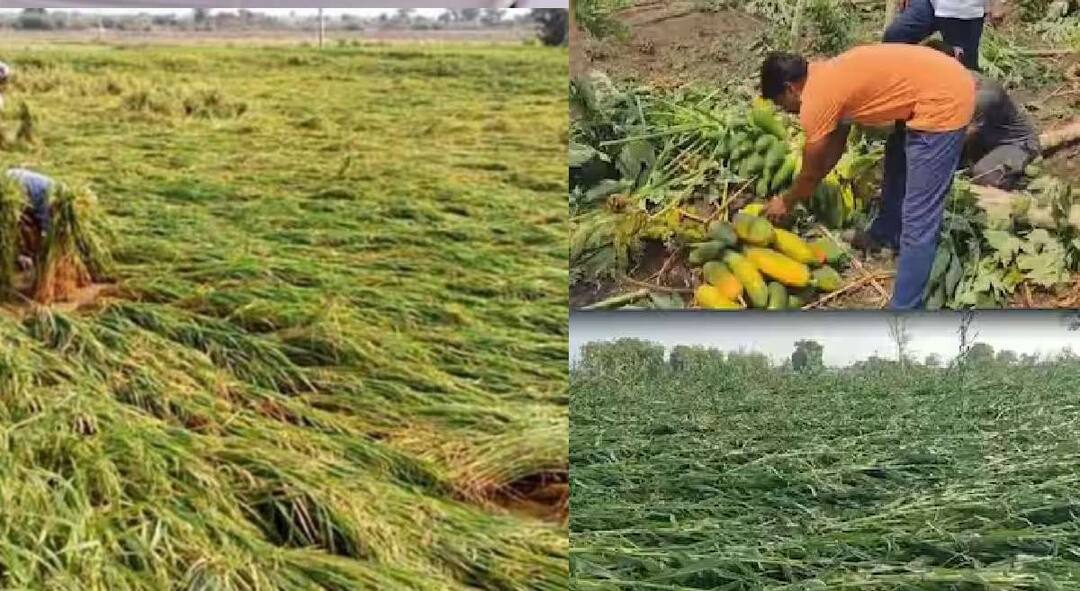 heavy rain in bhandara along with Vidarbha paddy farmers are most affected due to unseasonal rain in bhandara district maharashtra marathi news Bhandara News : करपणाऱ्या पिकांना आधी टँकरने पाणी; आता अवकाळीमुळं शेतात सचलेलं पाणी मोटरपंपाने काढण्याची नामुष्की