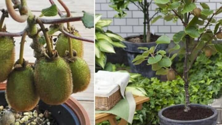 कीवी के पौधे लगाते वक्त इस बात का ध्यान रखना चाहिए कि उसे 6 से 8 हफ्तों में कार्बनिक खाद देते रहें. कीवी के पौधे को पूरी ग्रोथ होने में 2 से 3 साल का वक्त लग जाता है.