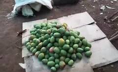 Unseasonal Rain: अवकाळी पावसामुळे पोलादपूर तालुक्यातील शेतकऱ्याचं मोठं नुकसान, बागेतील हजारो आंबे गळून पडले