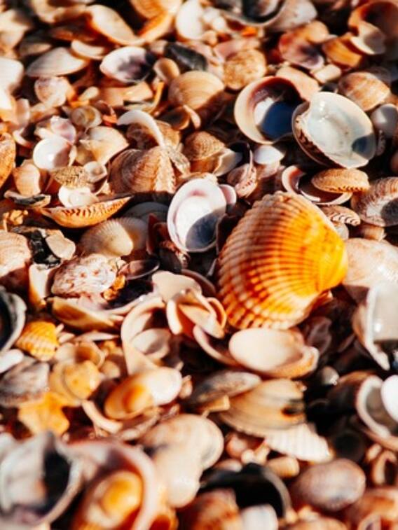 एक खाली प्लॉट में कैसे कर सकते हैं मोती की खेती