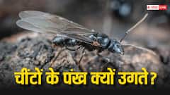 Ants Fly: बारिश के बाद कई चींटों के पंख क्यों उग जाते हैं? क्या ये उड़ने वाले कीड़े होते हैं क्या?