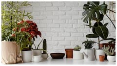 छुट्टियों में बाहर जा रहे हैं, तो पौधों के लिए गर्मी में करें ये उपाय, आने के बाद मिलेगा हरा-भरा