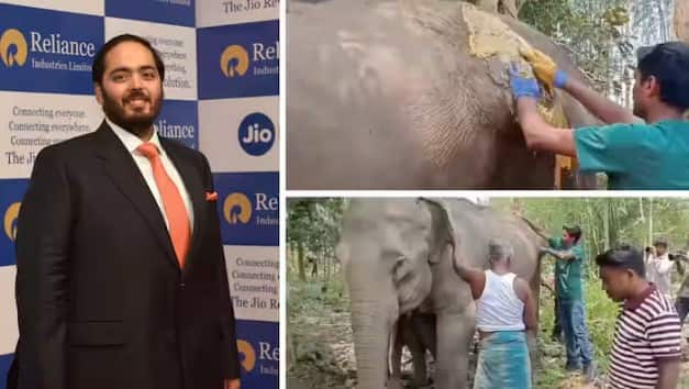 Reliance chairman mukesh ambani son anant ambani vantara doctors team treatment to injured and sick elephant in tripura  બીમાર હાથી માટે દેવદૂત બની અનંત અંબાણીની 'વનતારા' ટીમ, 3500 કિમી દૂર ત્રિપુરામાં જઈ કરી સારવાર