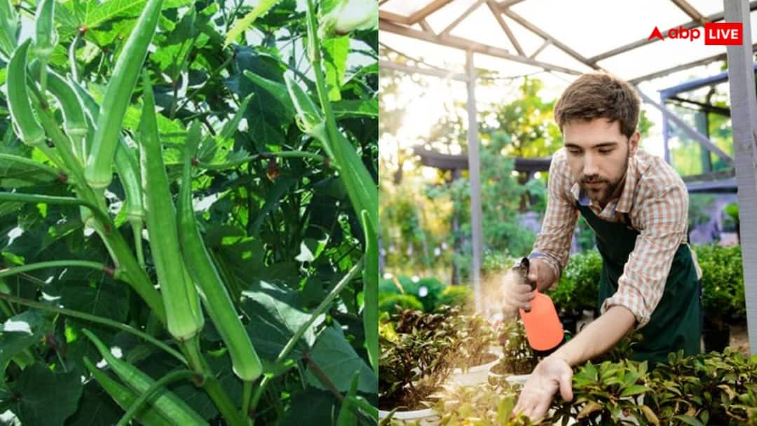 भिंडी उगाना नहीं है ज्यादा टेंशन का काम, बस ये काम कर लें फिर खरीदनी नहीं पड़ेगी Ladyfinger gardening It is very easy to grow ladyfinger at home just some home remedies are required भिंडी उगाना नहीं है ज्यादा टेंशन का काम, बस ये काम कर लें फिर खरीदनी नहीं पड़ेगी