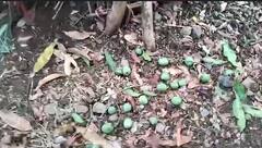 Unseasonal Rain: अवकाळी पावसामुळे पोलादपूर तालुक्यातील शेतकऱ्याचं मोठं नुकसान, बागेतील हजारो आंबे गळून पडले