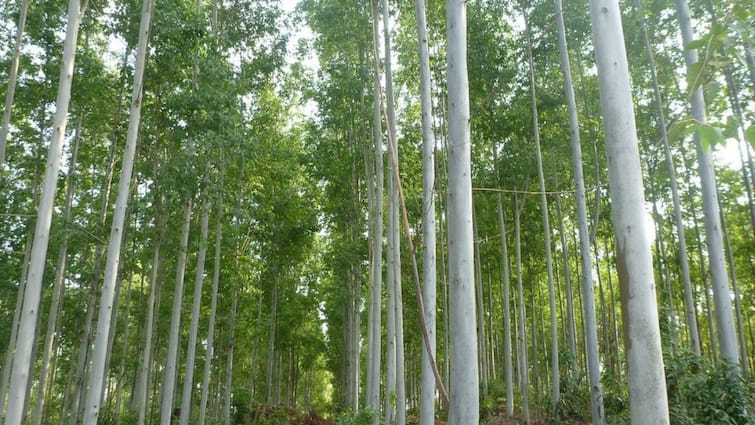 eucalyptus cultivation can make you so rich in just few years know what is the business plan इस पेड़ की लकड़ी एक बार में बना देगी करोड़पति, जानिए कैसे तैयार करें इसका बिजनेस प्लान