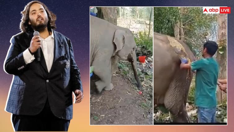 Reliance Chairman Mukesh Ambani son Anant Ambani Vantara Doctors Team Treatment to Injured and Sick elephant in Tripura बीमार हाथी के लिए फरिश्ता बनी अनंत अंबानी की 'वनतारा' टीम, 3500 किमी दूर त्रिपुरा में जाकर किया इलाज