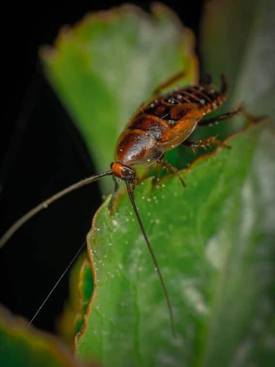 कभी कॉकरोच की खेती के बारे में सुना है?