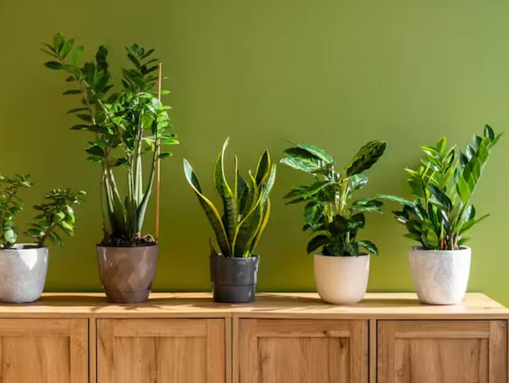 ਜੇਕਰ ਤੁਸੀਂ ਘਰ ਤੋਂ ਬਾਹਰ ਜਾ ਰਹੇ ਹੋ ਤਾਂ ਜੂਟ ਦੀ ਬੋਰੀ ਪੌਦਿਆਂ ਨੂੰ ਪਾਣੀ ਦੇਣ ਵਿੱਚ ਮਦਦ ਕਰ ਸਕਦੀ ਹੈ। ਜੂਟ ਦੀ ਬੋਰੀ ਨੂੰ ਛੋਟੇ-ਛੋਟੇ ਟੁਕੜਿਆਂ ਵਿੱਚ ਕੱਟੋ ਅਤੇ ਪੌਦੇ ਦੀਆਂ ਜੜ੍ਹਾਂ ਦੇ ਆਲੇ-ਦੁਆਲੇ ਫੈਲਾਓ ਅਤੇ ਗਿੱਲਾ ਕਰੋ। ਇਹ ਲੰਬੇ ਸਮੇਂ ਲਈ ਨਮੀ ਨੂੰ ਬਰਕਰਾਰ ਰੱਖੇਗਾ।